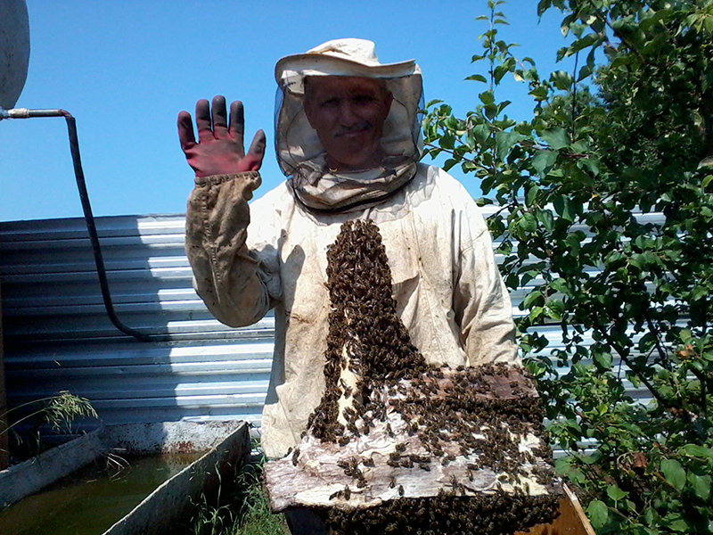In the apiary
